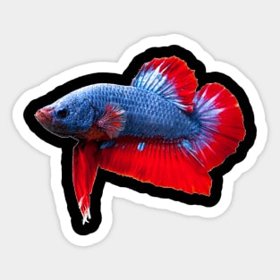 Betta Plakat Sticker